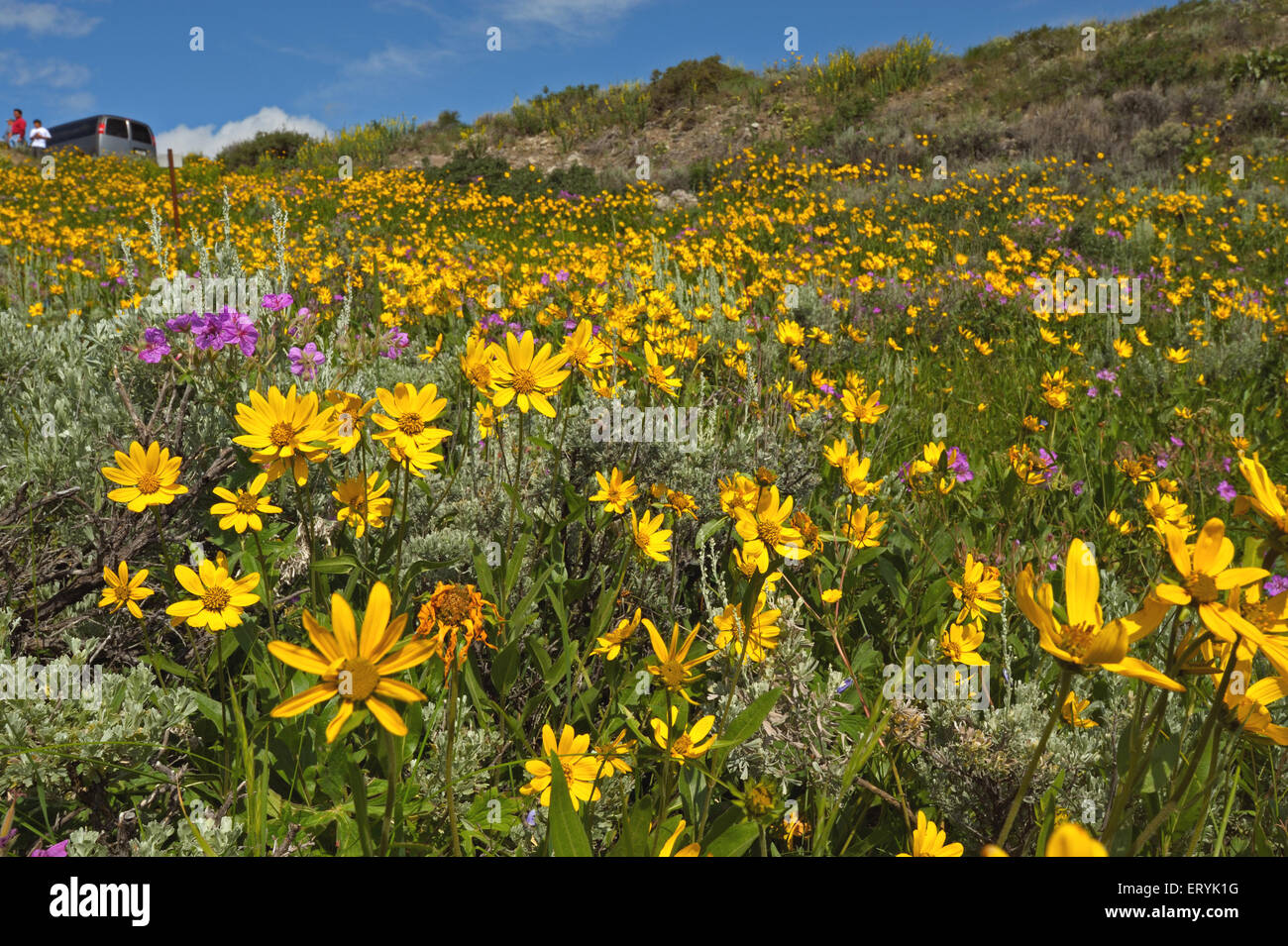 Blühende Wiese im Sommer; Lamar Valley; Yellowstone Nationalpark; USA, Vereinigte Staaten von Amerika Stockfoto