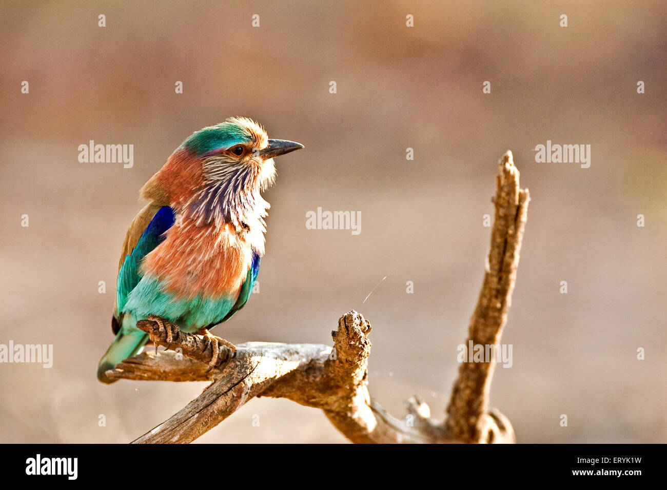 Indische Rolle, coracias benghalensis, sitzend auf Baumbarsch, Ranthambore Nationalpark, Sawai Madhopur, Ranthambhore, Rajasthan, Indien, Asien Stockfoto