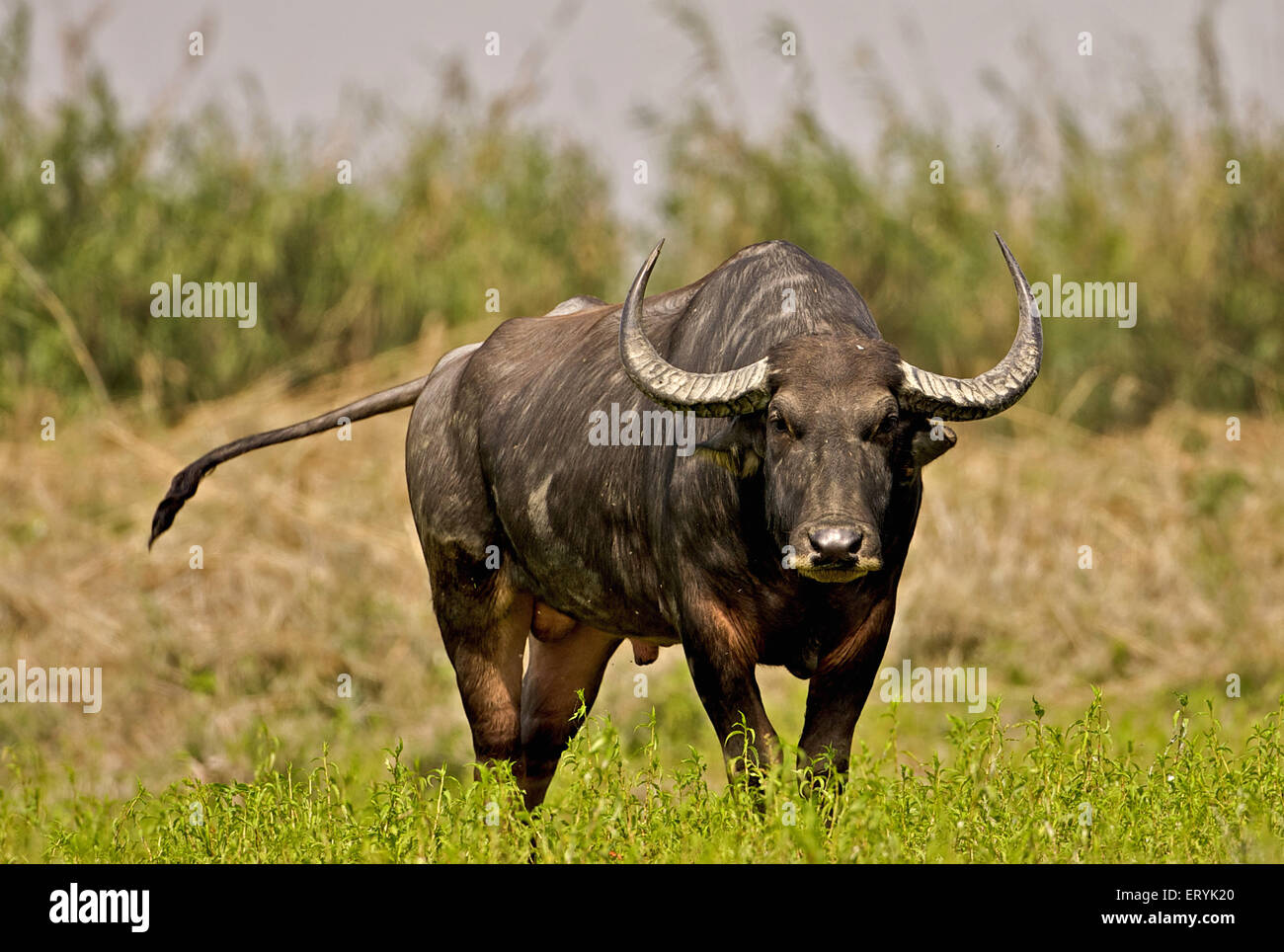 Wild asiatischer Büffel männlich; bubalus arnee; Kaziranga National Park Assam; Indien; Asien Stockfoto