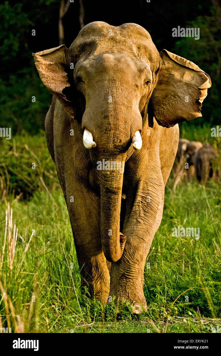 Männliche Tusker Elefant Elephas Maximus; Corbett-Nationalpark; Uttaranchal Uttarakhand; Indien Stockfoto