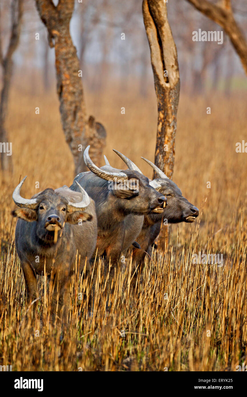 Wildbüffel, Bubalus arnee, im Grasland; Kaziranga Nationalpark; Assam; Indien, Asien Stockfoto