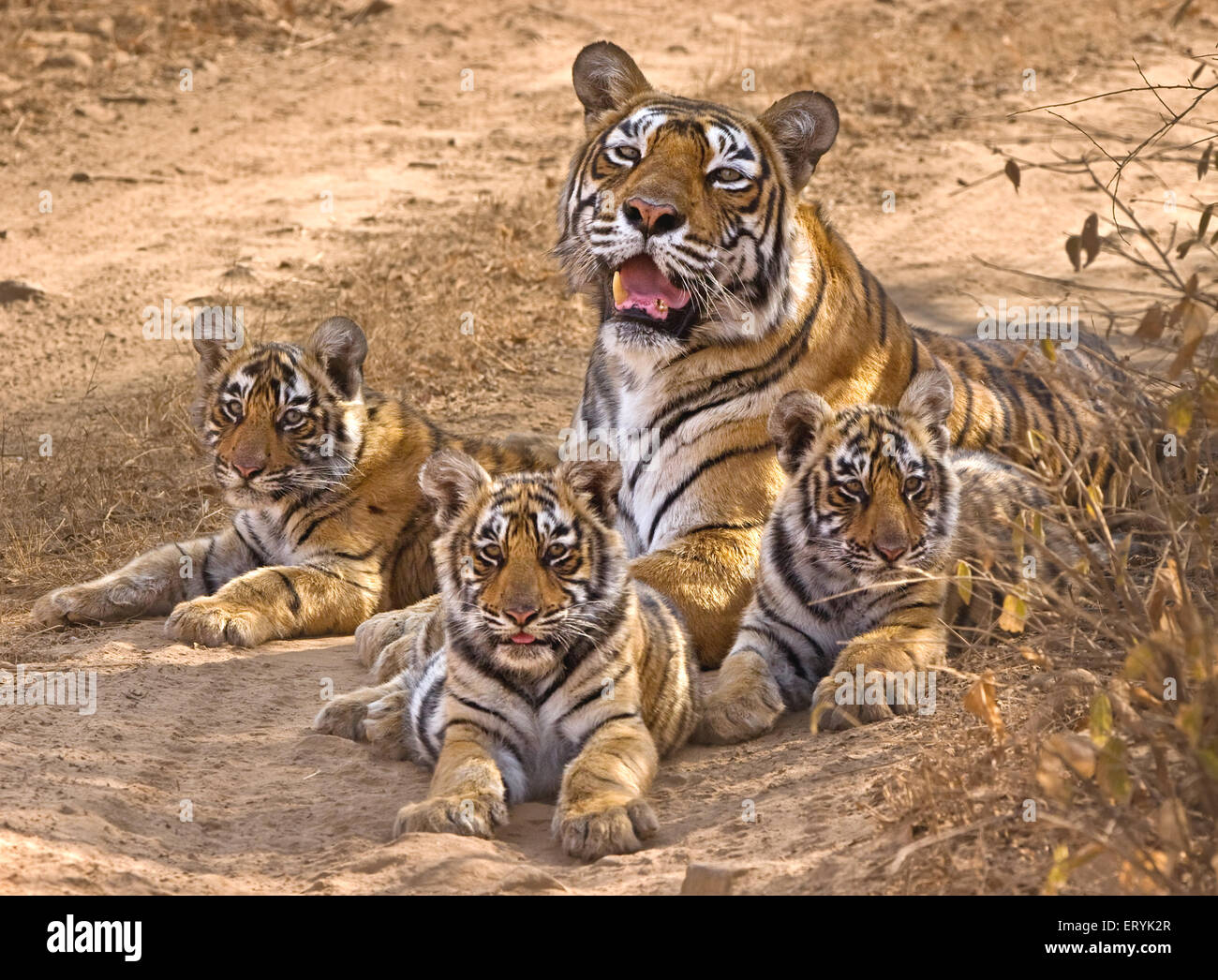 Tigerin Panthera Tigris Tigris mit jungen; Ranthambore Nationalpark; Rajasthan; Indien Stockfoto