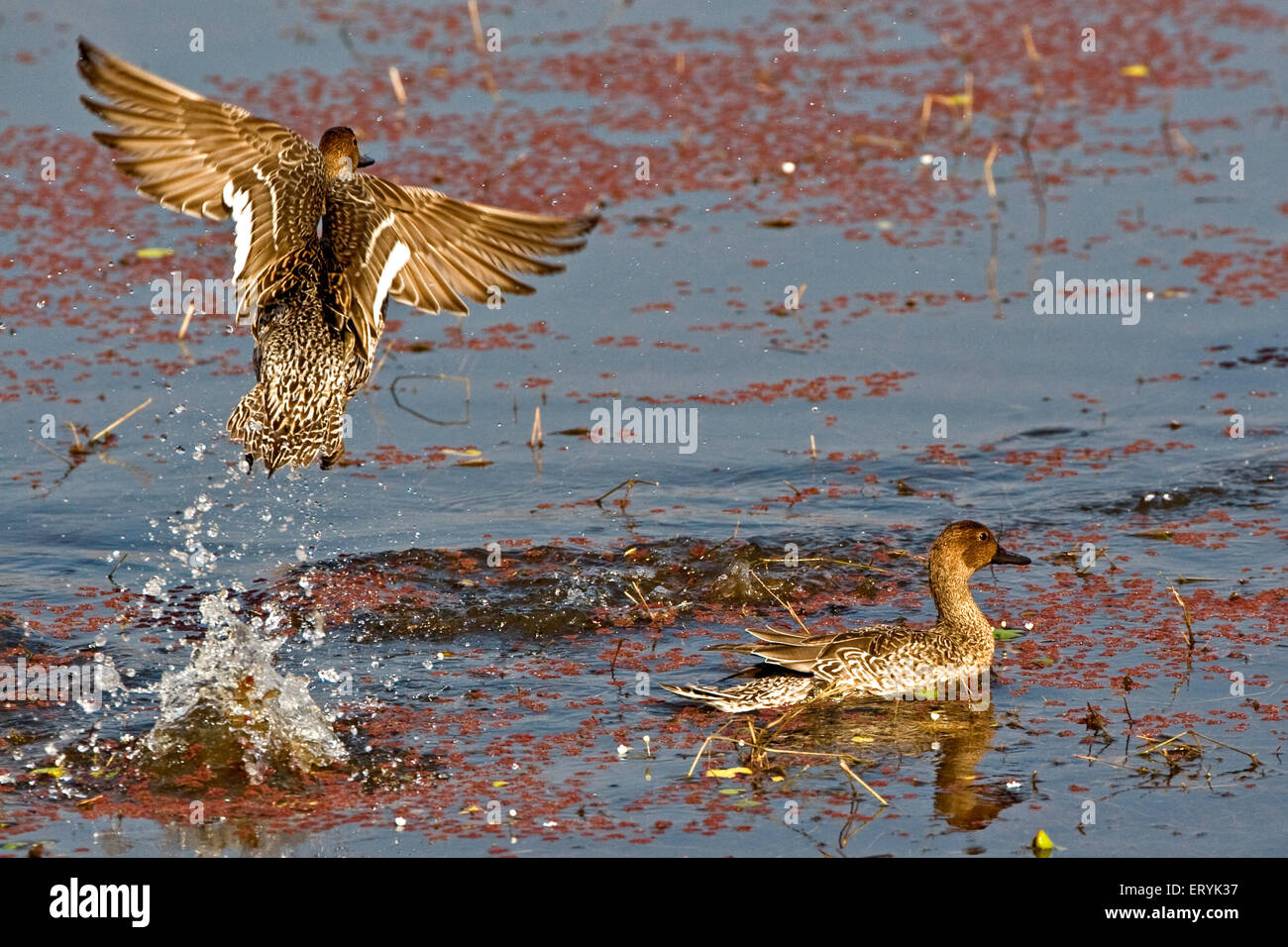 Teals fliegen über See, Ranthambore Nationalpark, Sawai Madhopur, Ranthambhore, Rajasthan, Indien, Asien Stockfoto