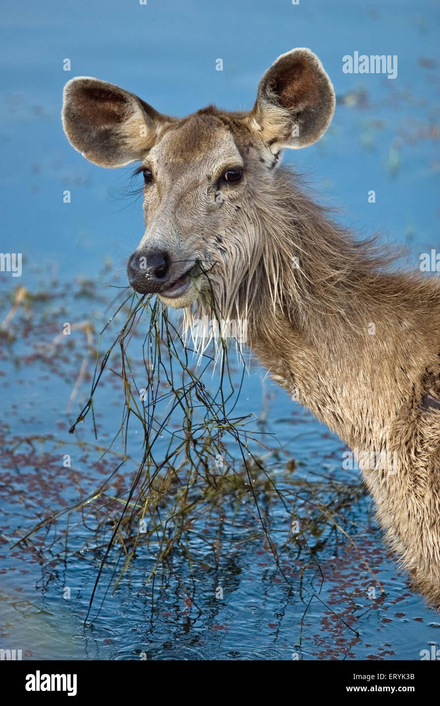 Sambar Hirsch, Cervus unicolor, Fütterung in See, Ranthambore Nationalpark, Sawai Madhopur, Ranthambhore, Rajasthan, Indien, Asien Stockfoto