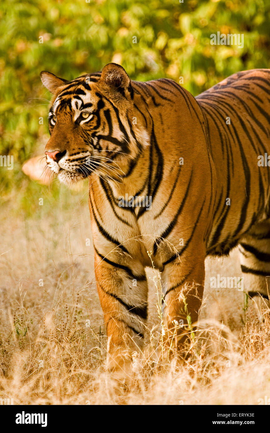 Tiger-Panthera Tigris Tigris starrte; Ranthambore Nationalpark; Rajasthan; Indien Stockfoto
