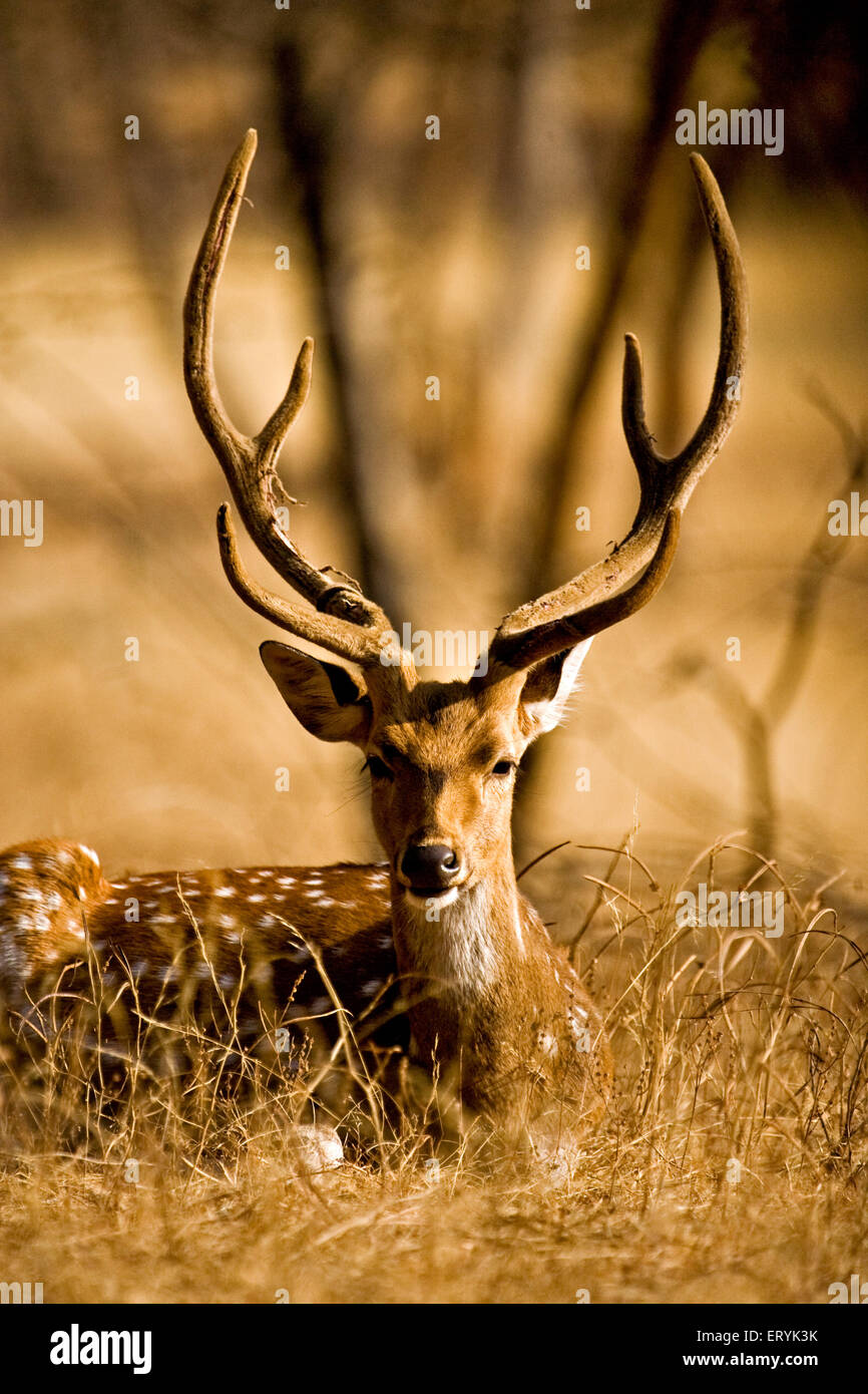 Männliche gefleckte Axishirsche Achse Achse; Ranthambore Nationalpark; Rajasthan; Indien Stockfoto