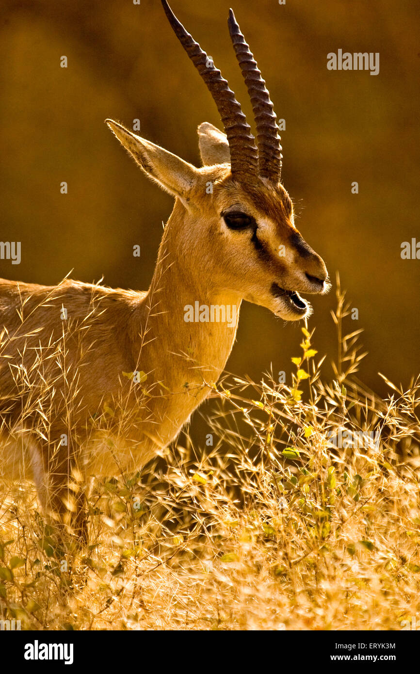 Männliche Chinkara Gazella Bennettii oder Jabeer Gazelle; Ranthambore Nationalpark; Rajasthan; Indien Stockfoto