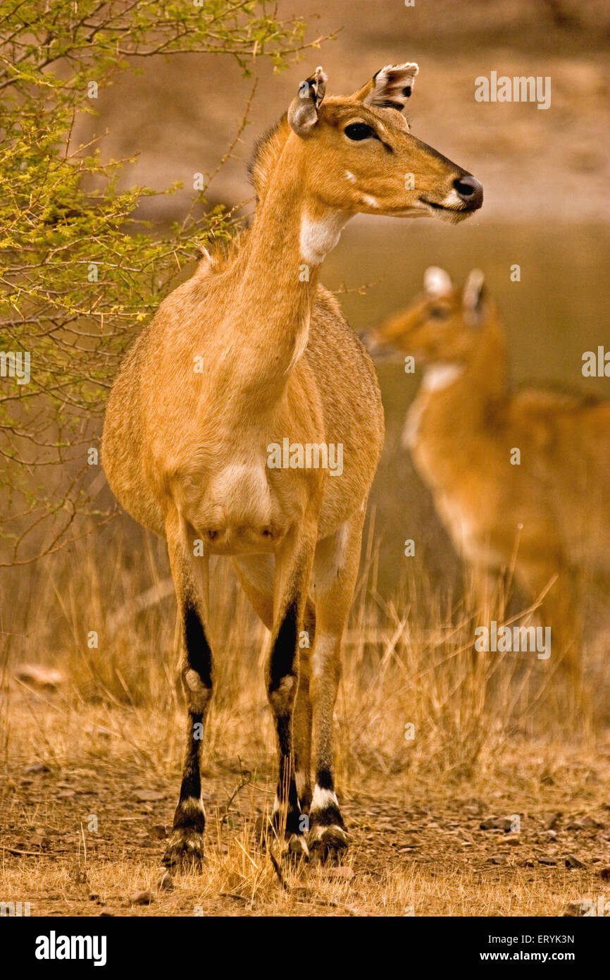 Weibliche jackale Boselaphus Tragocamelus; Ranthambore Nationalpark; Rajasthan; Indien Stockfoto