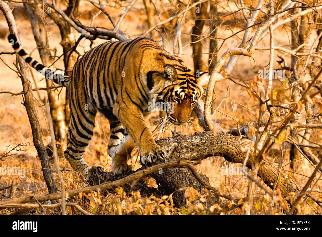 Tiger-Panthera Tigris Tigris bewegt sich in trockenem Laubwald; Ranthambore Nationalpark; Rajasthan; Indien Stockfoto