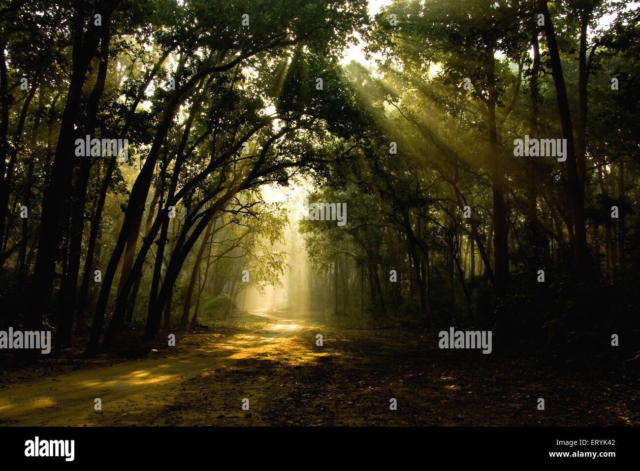 Sonnenstrahlen durch Sal Wälder filtern ; Corbett Nationalpark ; Nainital District , Ramnagar , Uttaranchal , Uttarakhand ; Indien , Asien Stockfoto