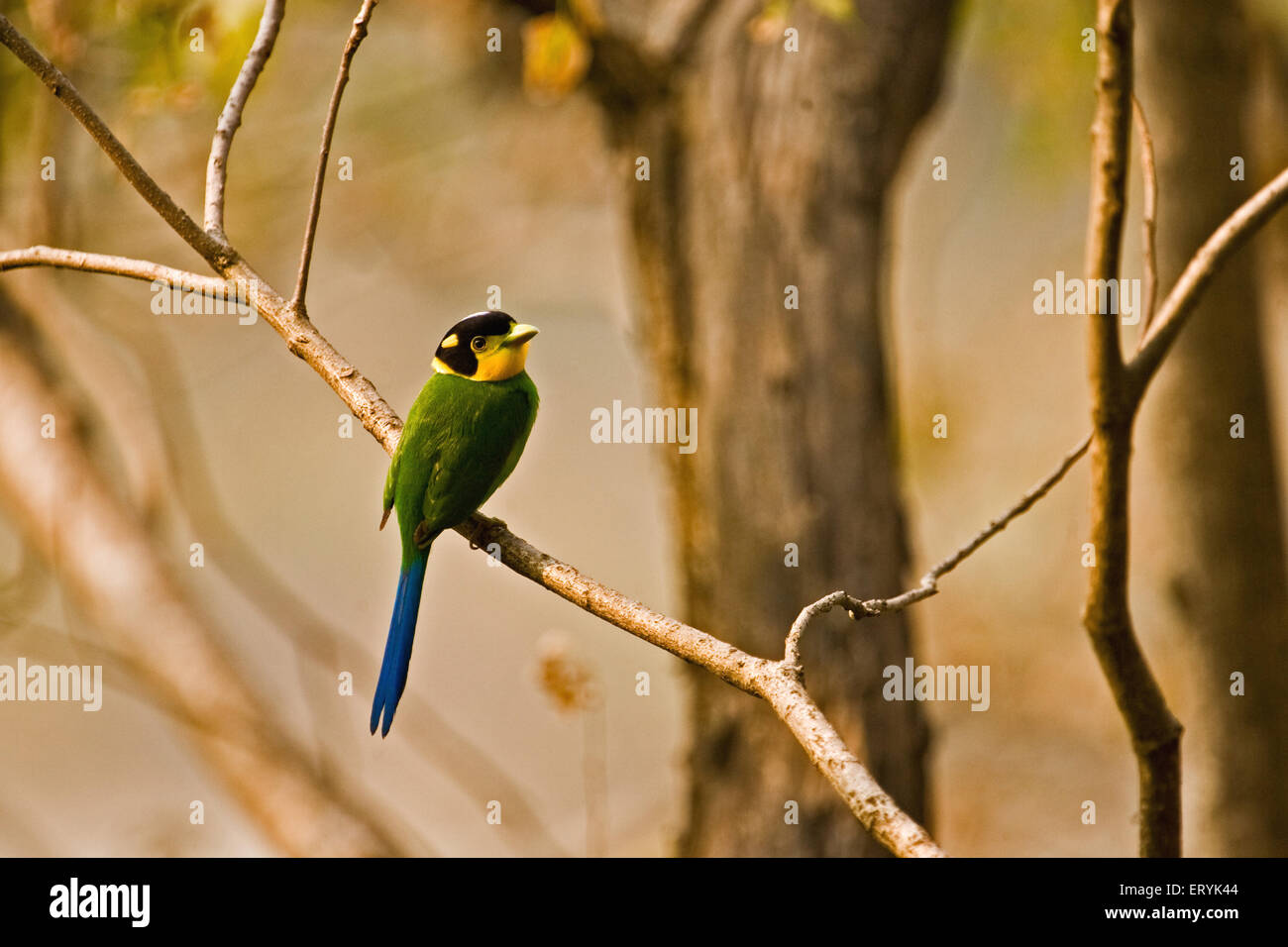 Langschwanz-Breitbill, psarisomus dalhousiae, sitzt auf Zweig; Corbett Nationalpark; Nainital, Ramnagar, Uttaranchal, Uttarakhand; Indien Stockfoto