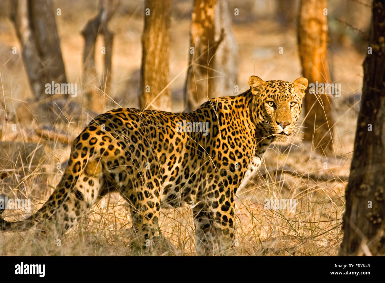 Männliche Leoparden Panthera Pardus in Trockenrasen im Ranthambore Nationalpark stehen; Rajasthan; Indien Stockfoto