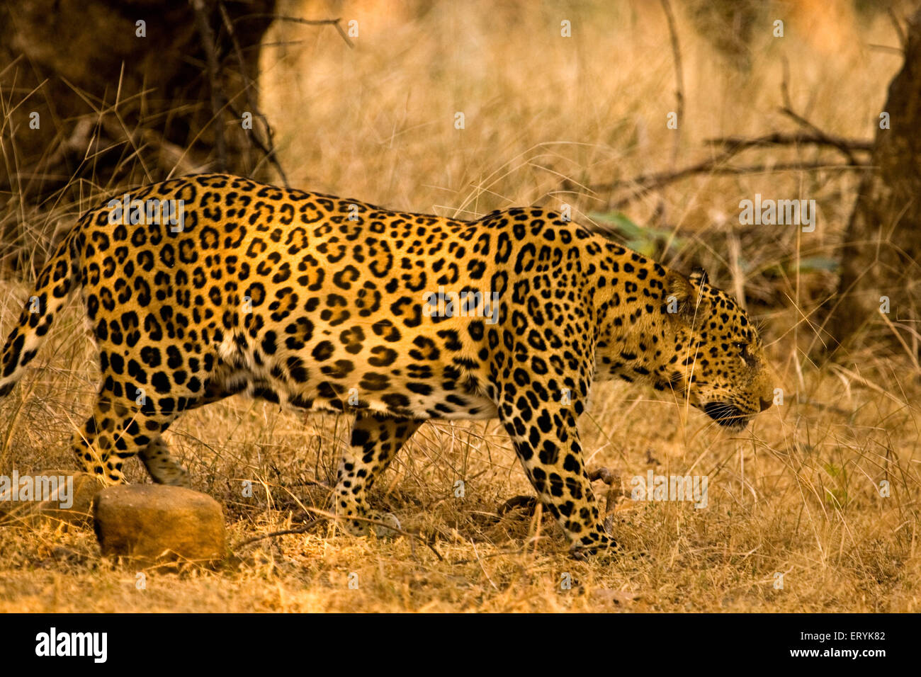 Männliche Leoparden Panthera Pardus stalking in Trockenrasen im Ranthambore Nationalpark; Rajasthan; Indien Stockfoto