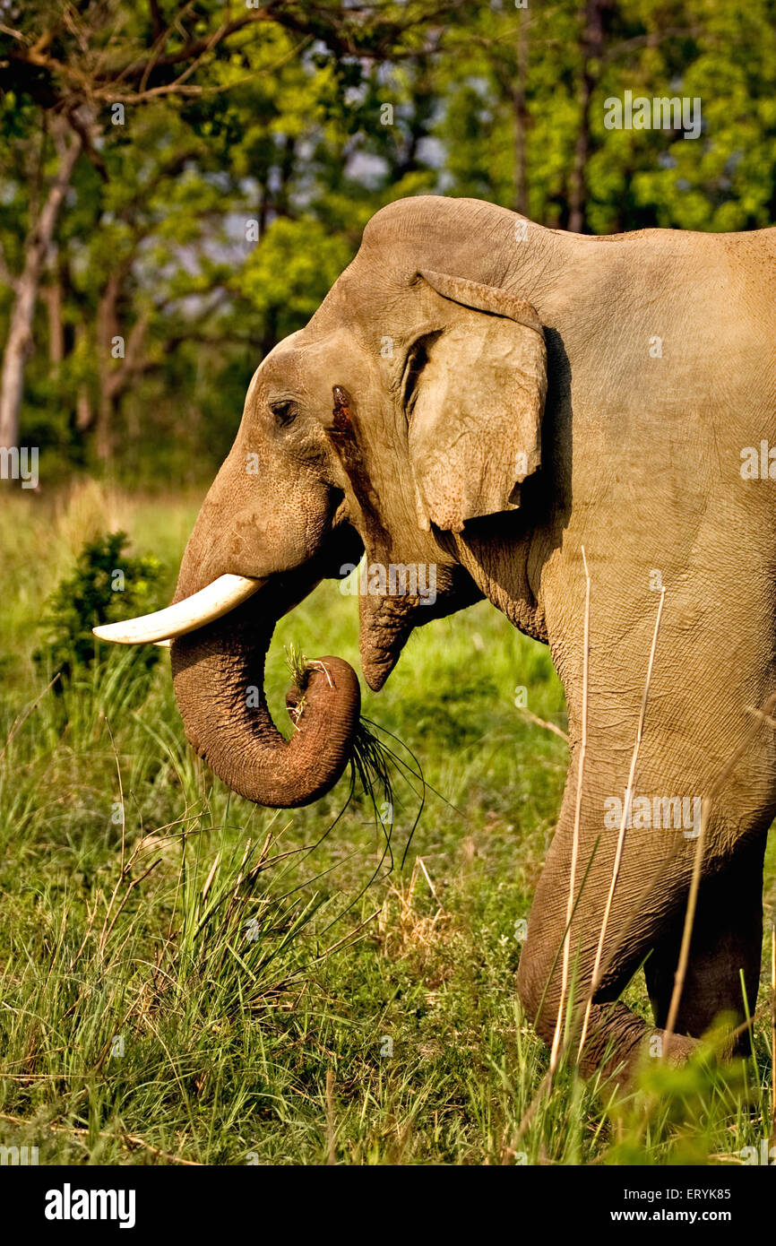 Männliche Stoßtänzer Elefant, elephas maximus; Corbett Nationalpark; Nainital Bezirk, Ramnagar, Uttaranchal, Uttarakhand; Indien, Asien Stockfoto