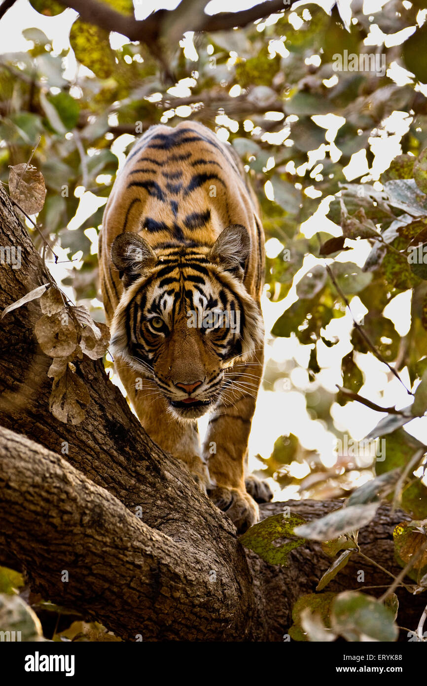 Tiger auf dem Baum; Ranthambore Nationalpark; Rajasthan; Indien; Asien Stockfoto