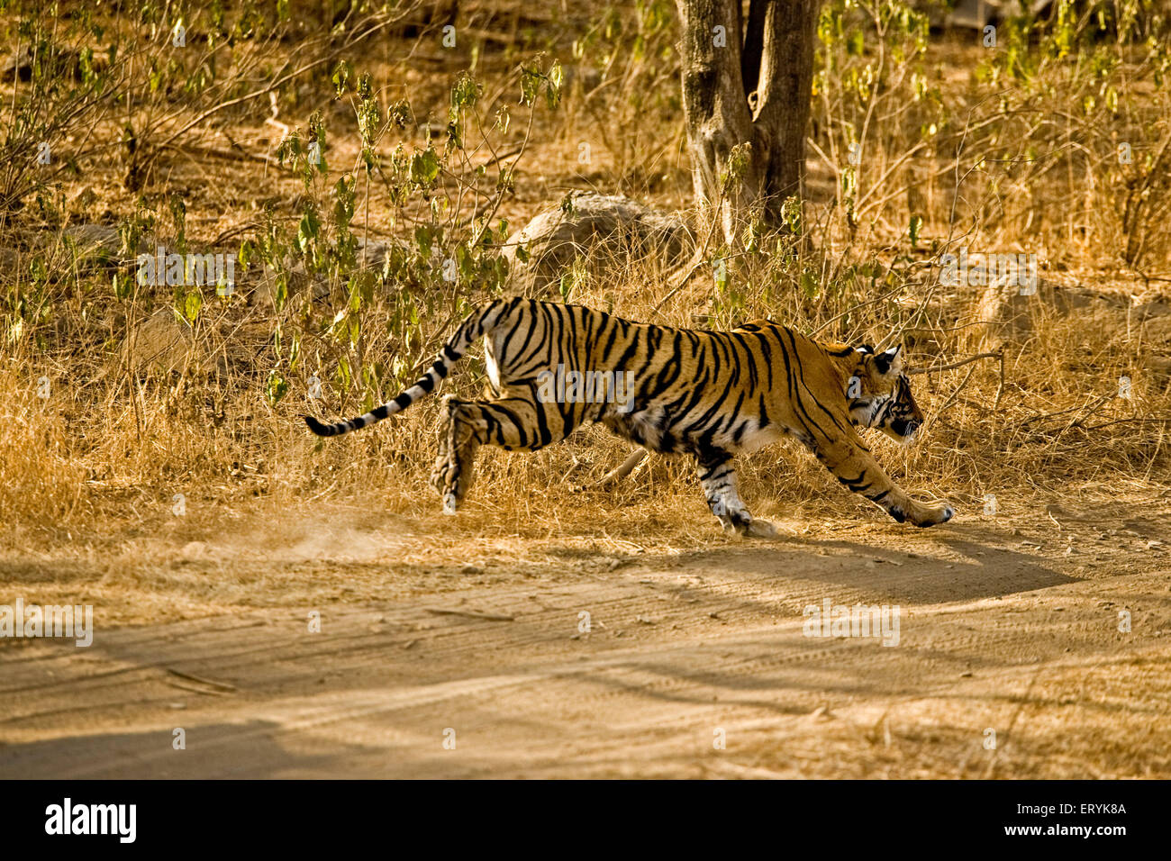 Tiger-Panthera Tigris Tigris springen; Ranthambore Nationalpark; Rajasthan; Indien Stockfoto