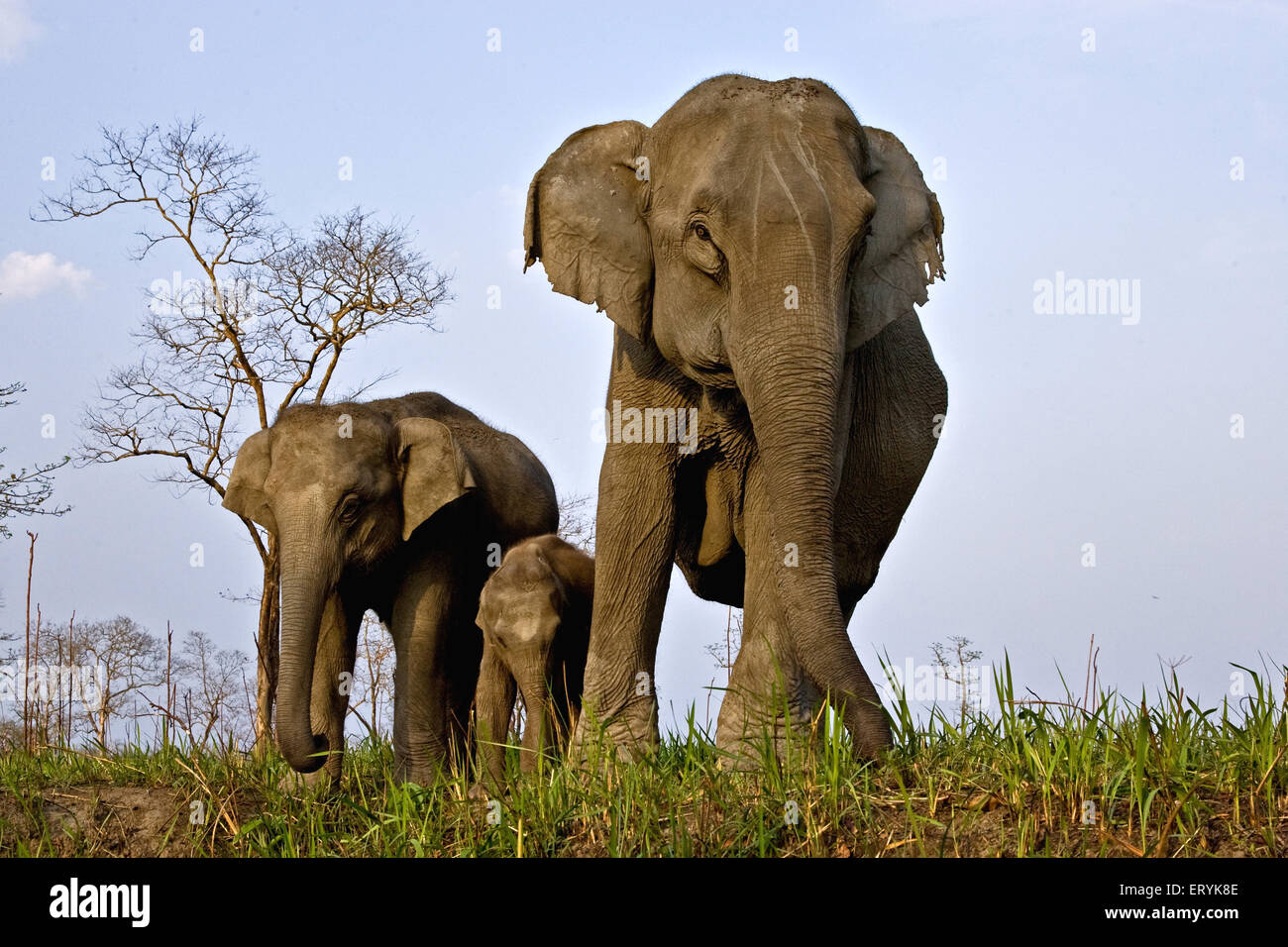 Elefantenweibchen mit Kälbern; Kaziranga-Nationalpark; Assam; Indien; Asien Stockfoto