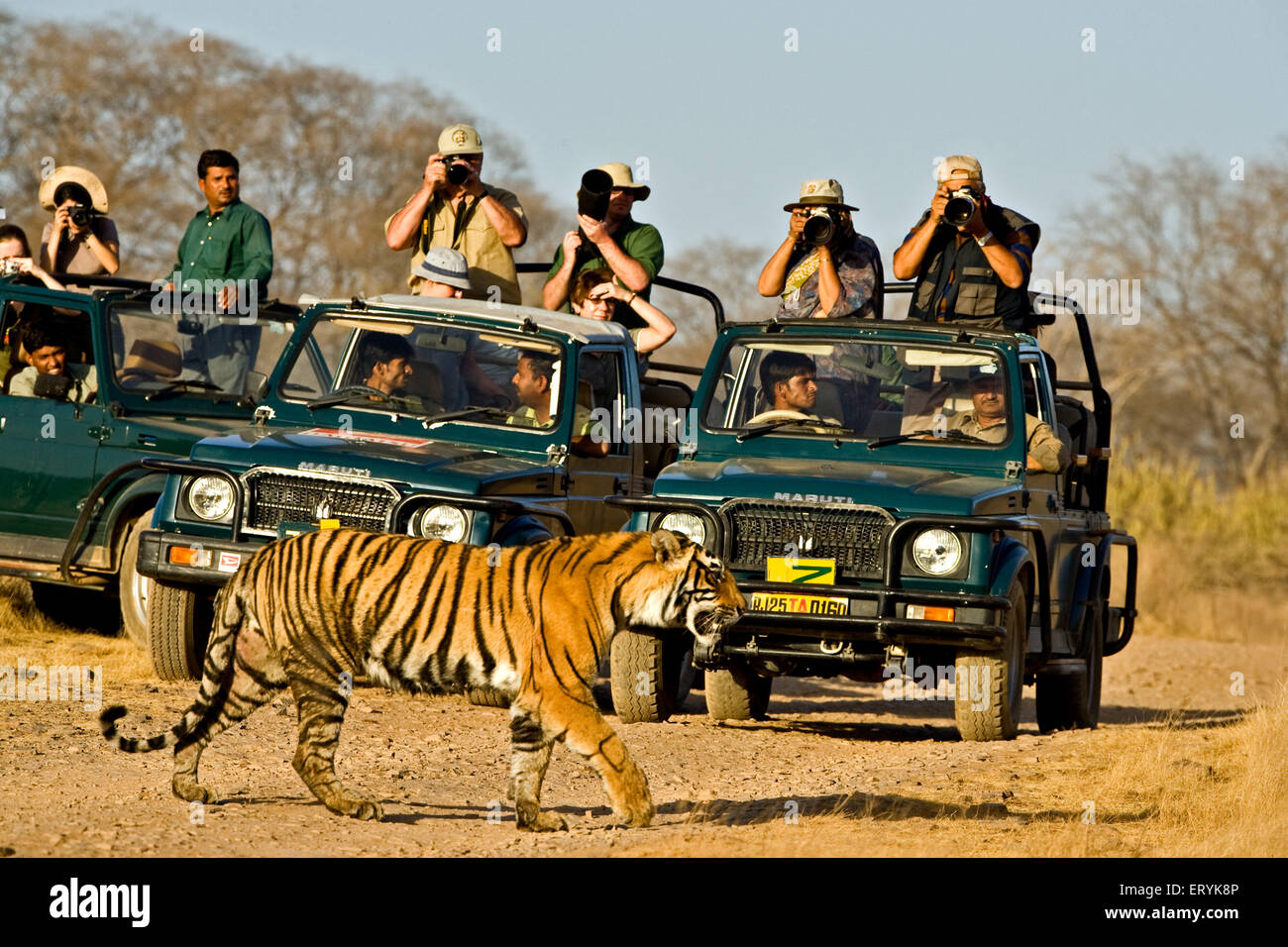 Touristen in Autos fotografieren von Tiger Panthera Tigris Tigris zu Fuß; Ranthambore Nationalpark; Rajasthan; Indien Stockfoto