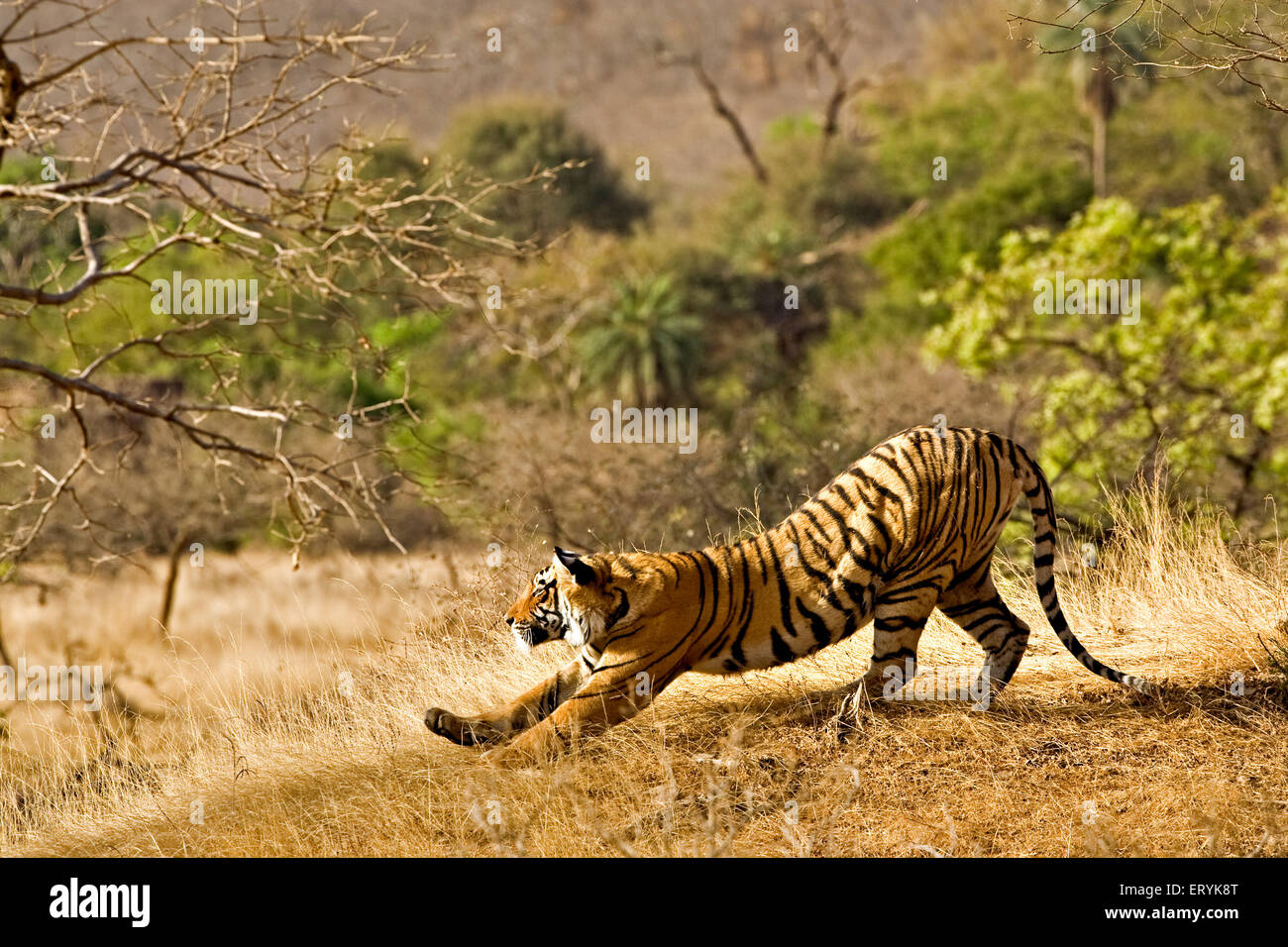 Tiger, der sich auf trockenem Gras des Laubwaldes erstreckt; Ranthambore Nationalpark; Ranthambhore Wildlife Sanctuary; Rajasthan; Indien; Asien Stockfoto