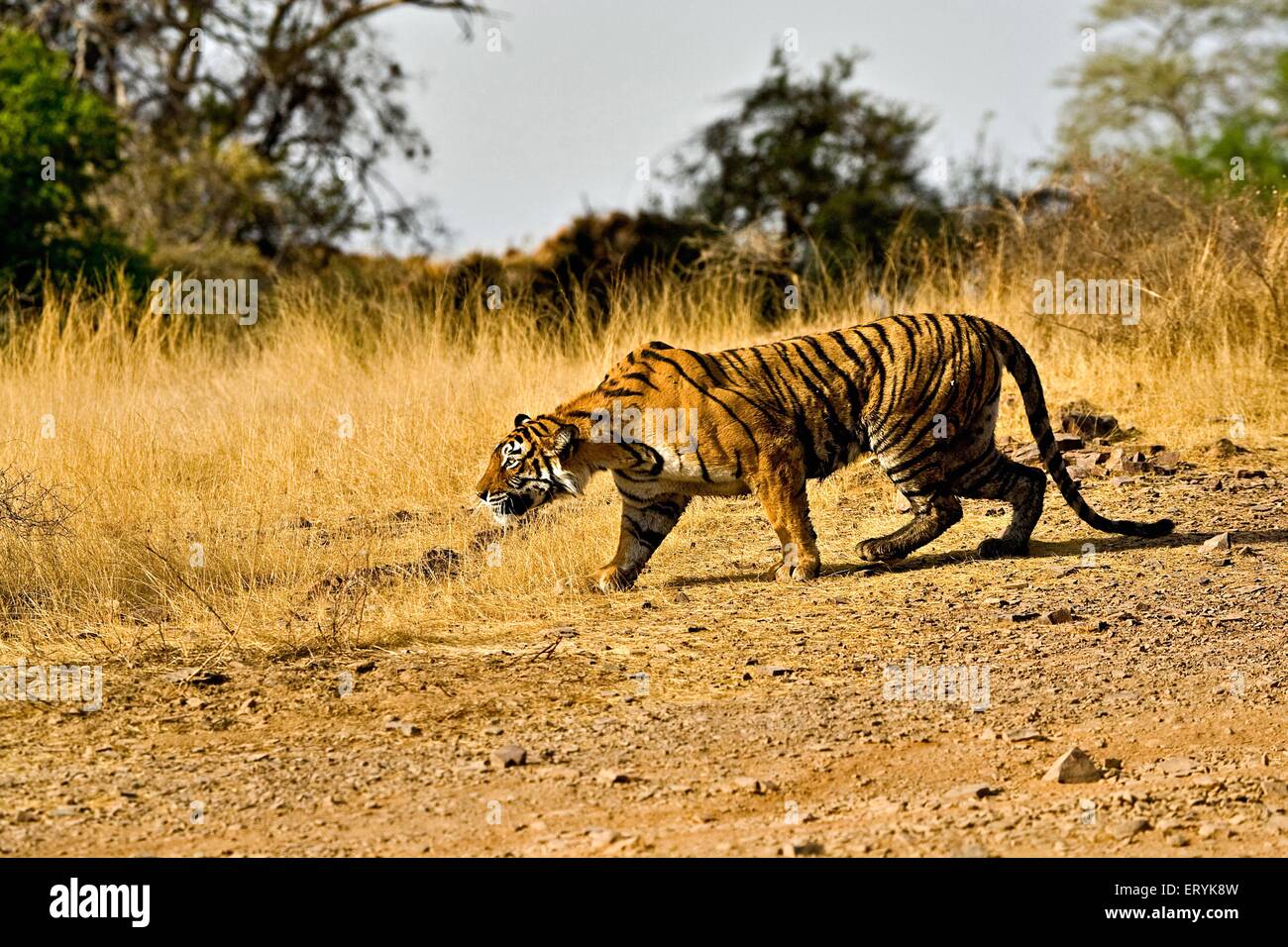Tiger-Panthera Tigris Tigris stalking auf trockene Gräser Laubwald; Ranthambore Nationalpark; Rajasthan; Indien Stockfoto