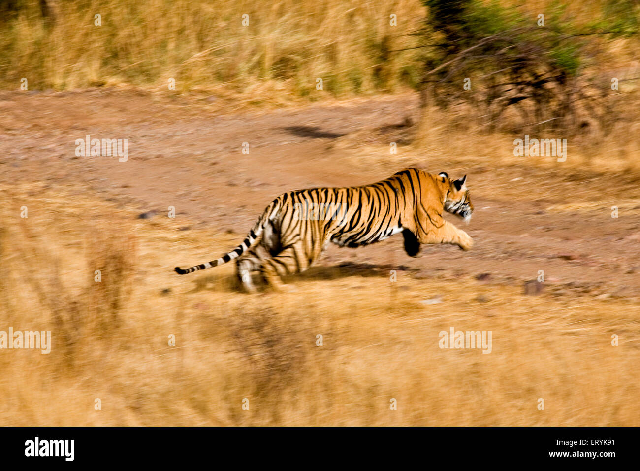 Laufenden Tiger Panthera Tigris Tigris; Ranthambore Nationalpark; Rajasthan; Indien Stockfoto