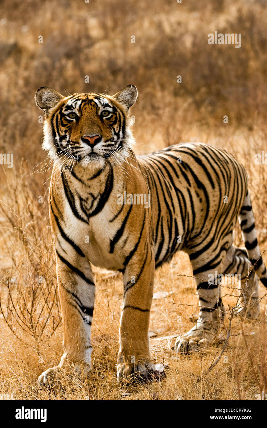 Tiger-Panthera Tigris Tigris in trockenem Laubwald; Ranthambore Nationalpark; Rajasthan; Indien Stockfoto