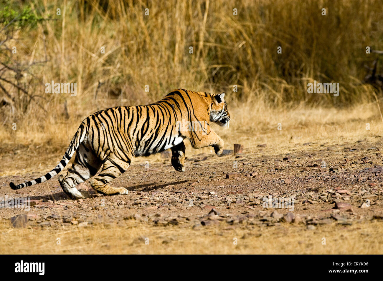 Ausführen von Tiger, Panthera tigris Tigris, Ranthambore Nationalpark, Rajasthan, Indien Stockfoto