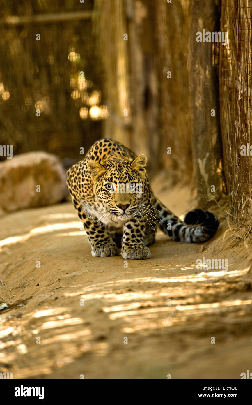 Leopardenjunge, panthera Pardus, Ranthambore-Nationalpark, Rajasthan, Indien Stockfoto