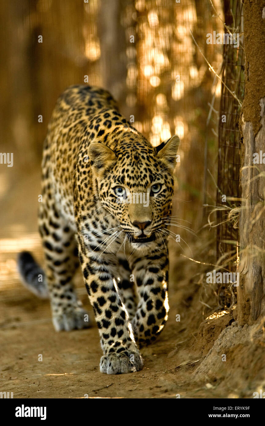 Leopardenjunge, panthera pardus, Ranthambore-Nationalpark, Sawai Madhopur, Rajasthan, Indien, indische Wildtiere Stockfoto