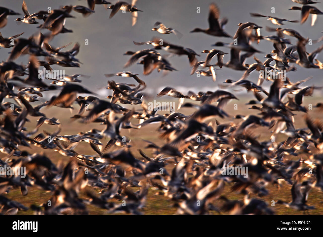 Herde von Enten fliegen; Keoladeo Ghana Nationalpark; Bharatpur; Rajasthan; Indien, Asien Stockfoto