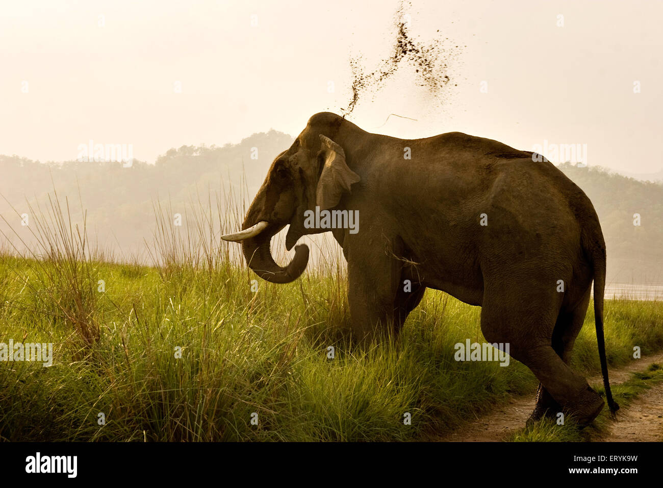 Aggressive männliche Tusker Elefant Elephas Maximus; Corbett-Nationalpark; Uttaranchal Uttarakhand; Indien Stockfoto