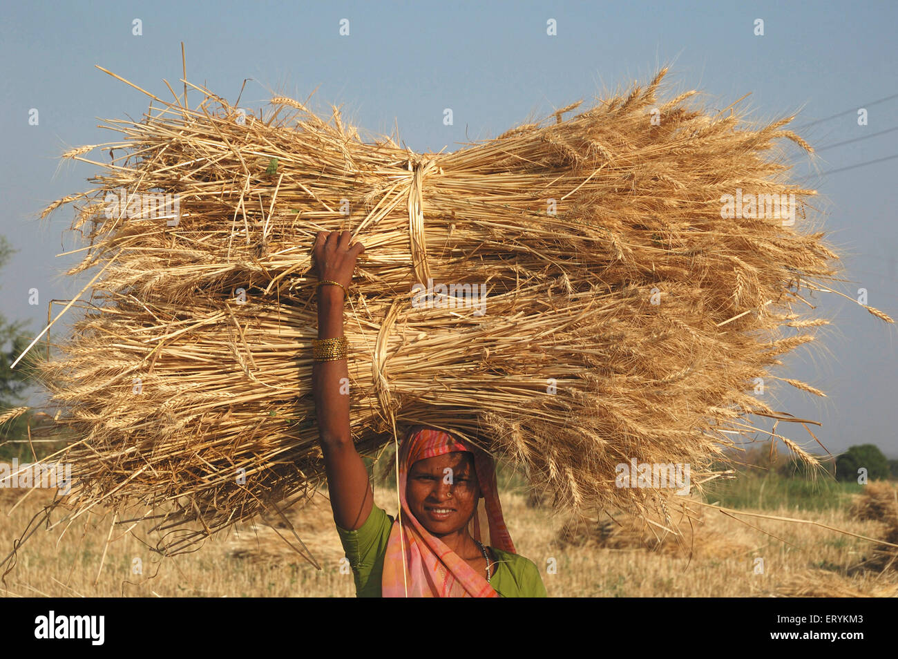 Indische Landwirtin Frau trägt geernteten Weizen Ernte Bündel, Singhpur, Bezirk Narsinghpur, Madhya Pradesh, Indien, Asien Stockfoto