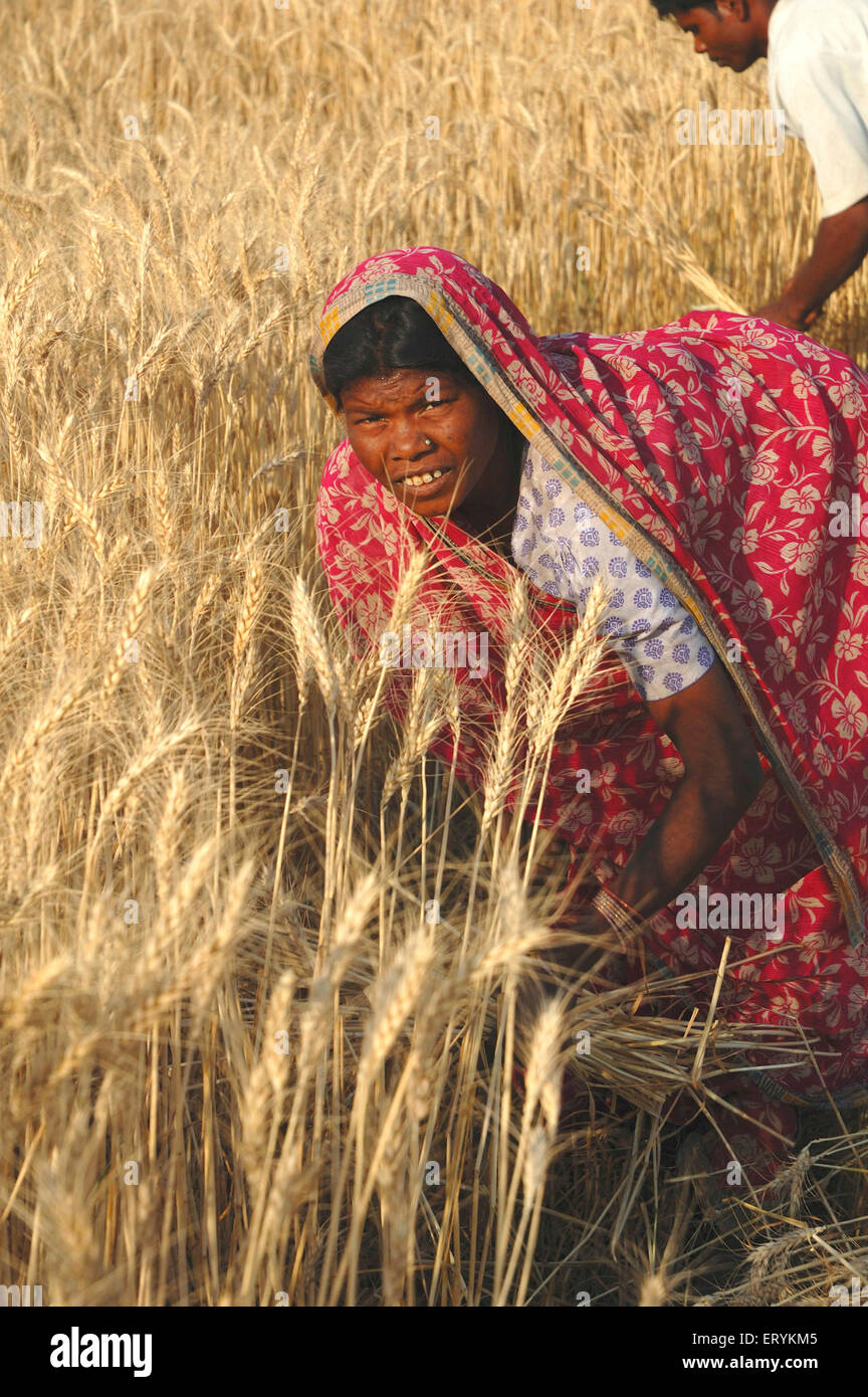 Die Dame arbeitet in Weizen Ernte Feld; Singhpur; Bezirk Narsinghpur; Madhya Pradesh; Indien nicht Herr Stockfoto
