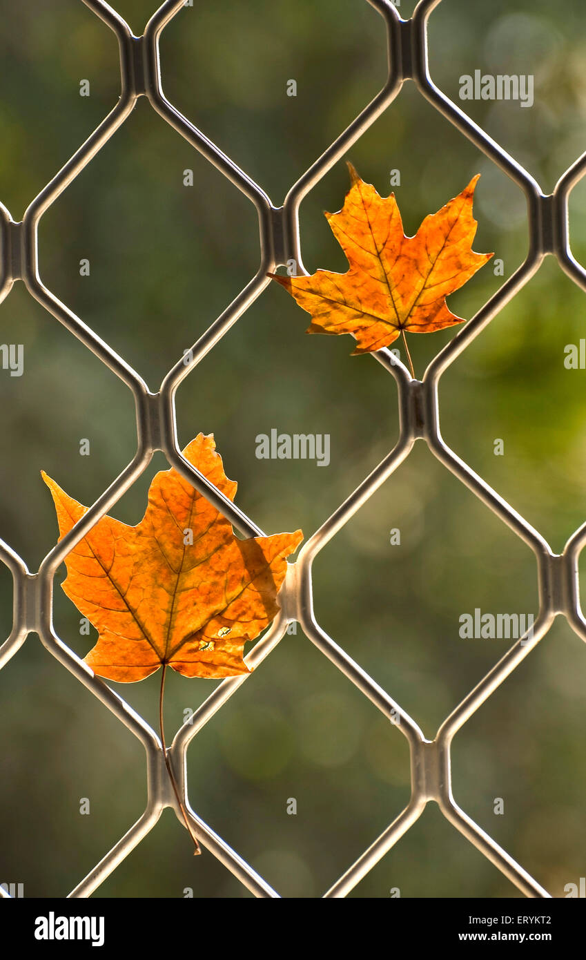 Ahornblätter trockneten im Herbst und wurden im Fenster gefangen Grill Stockfoto