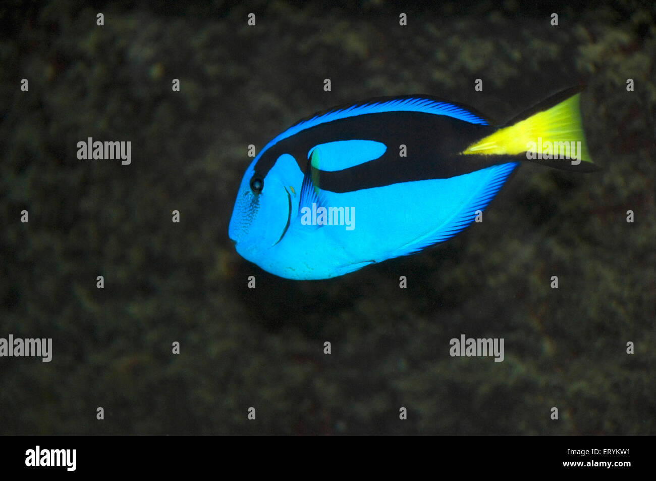 Paracanthurus hepatus, königlicher blauer tang, blauer Tang, Meereskorallen, königlicher tang, Korallenriff; Grüne Insel; Cairns; Queensland; Australien Stockfoto
