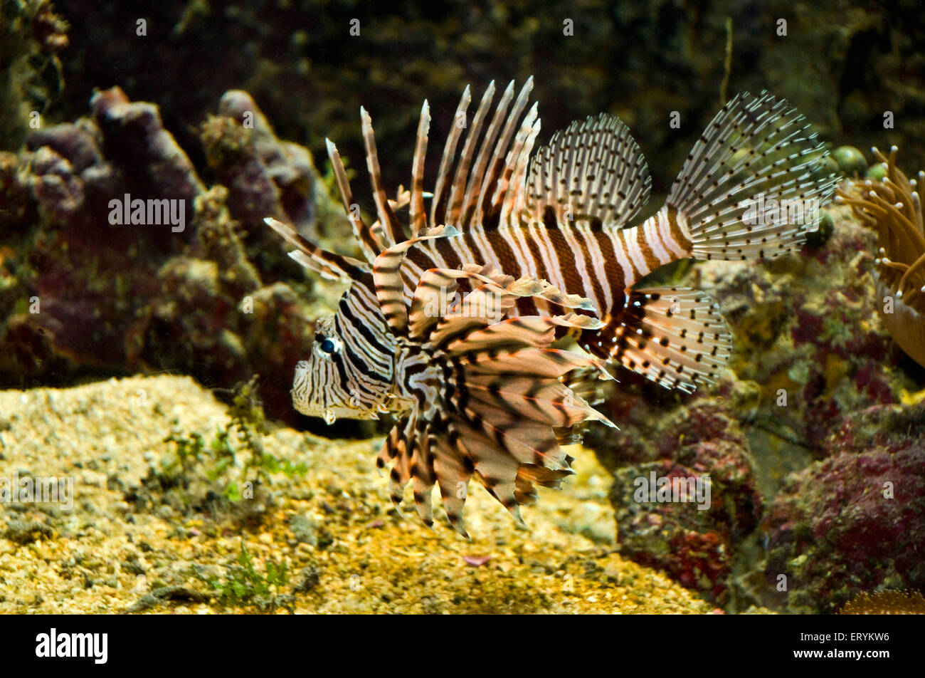 Löwenfisch, Löwenfisch, Pterois, Zebrafisch, Glühwürmchen, Turkeyfish, Tastyfish, Schmetterlingscod, Green Island; Cairns; Queensland; Australien Stockfoto