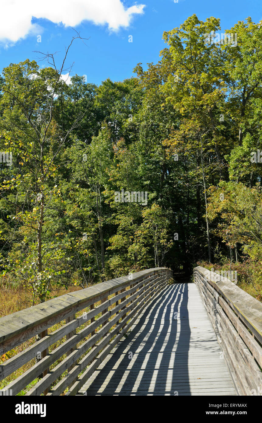 Promenade mit Blick auf den Wald in Richtung der großen Sumpf-New York-USA Stockfoto