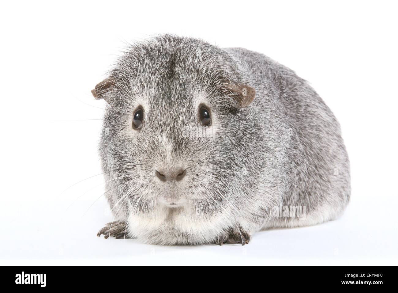 Kurzhaar Meerschweinchen Stockfoto