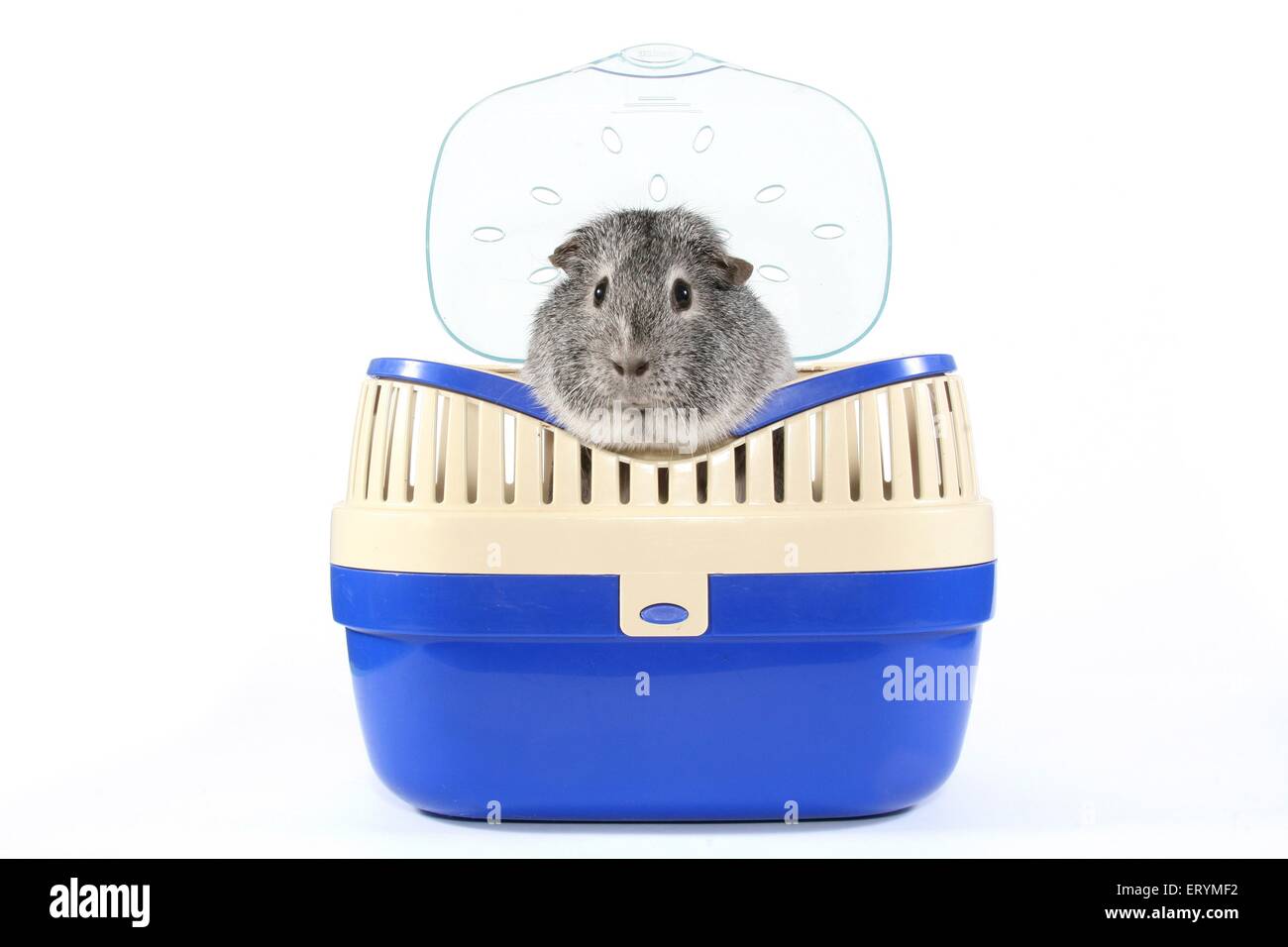 Kurzhaar Meerschweinchen in Transportbox Stockfoto