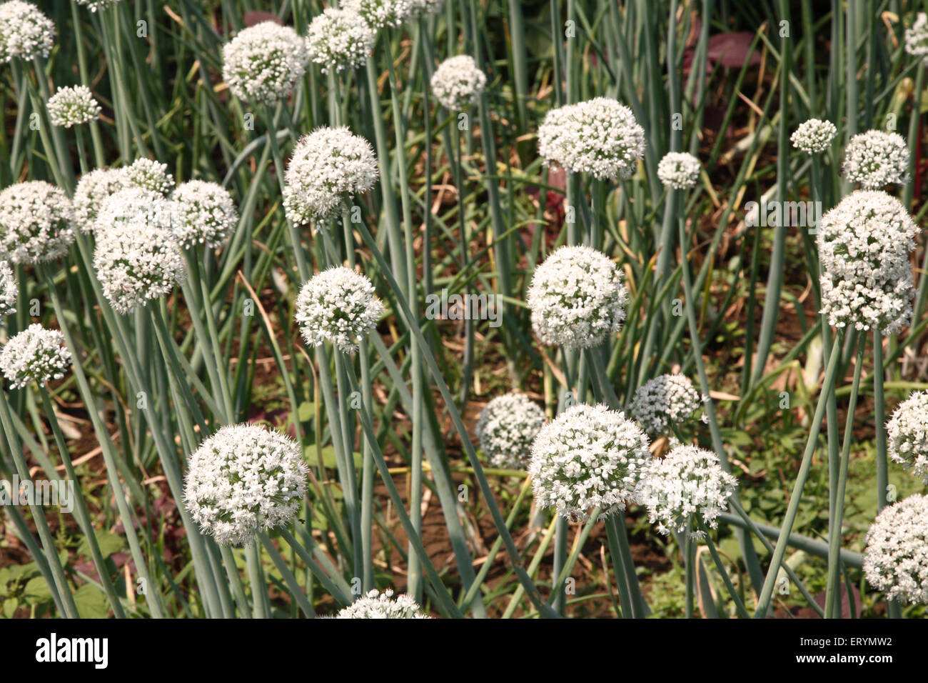 Zwiebelblume, allium cepa, Sawantwadi; Ratnagiri; Sindhudurg Bezirk, Maharashtra; Indien, asien Stockfoto