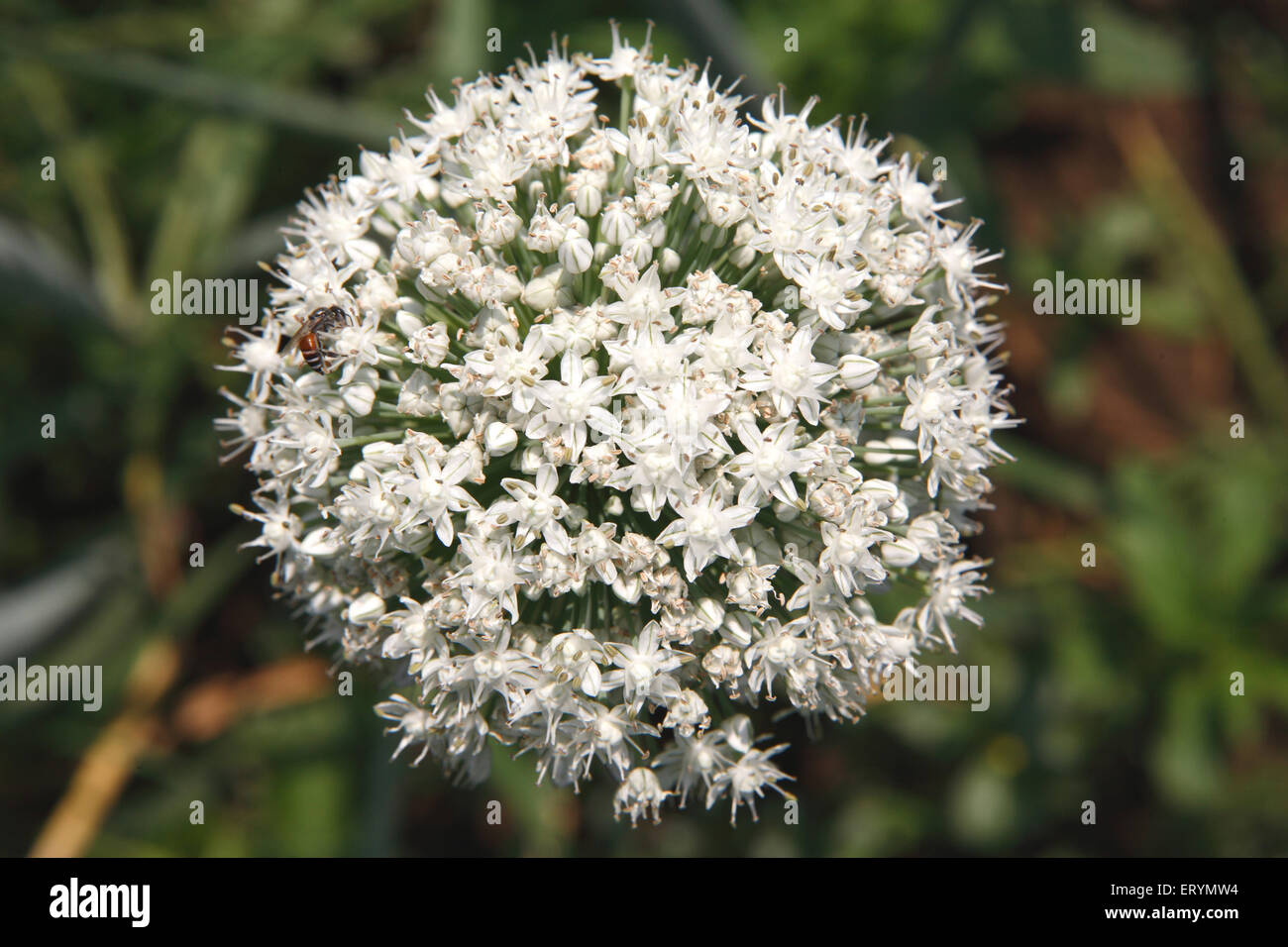 Zwiebelblume, allium cepa, Sawantwadi; Ratnagiri; Sindhudurg Bezirk, Maharashtra; Indien Stockfoto