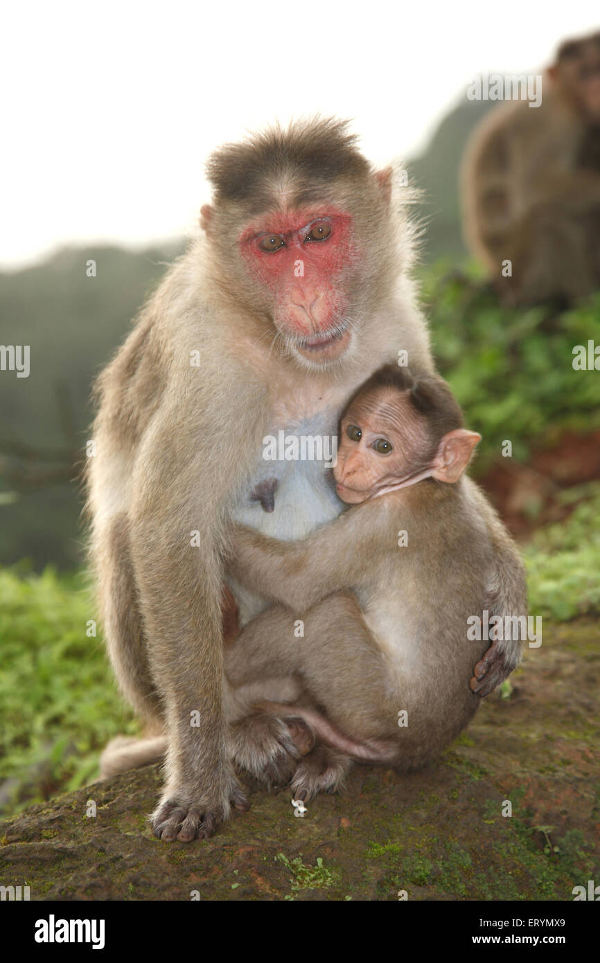 Rhesus macaque, Primas, Affen halten Baby, Indien, Asien Stockfoto