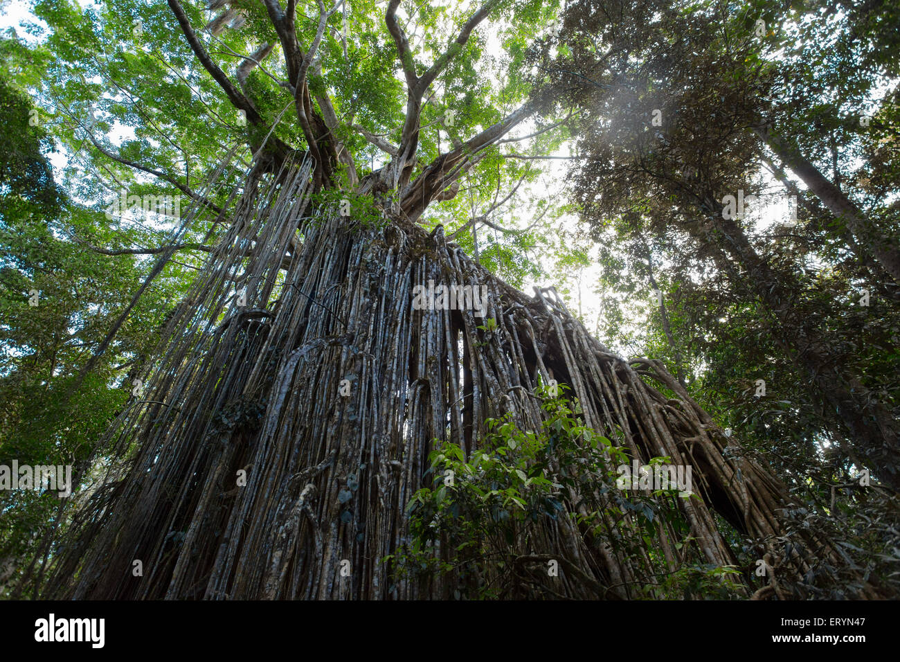 Curtain Fig Tree, eine riesige Würgefeige (Ficus Virens) auf die Atherton Tablelands, Queensland, Australien Stockfoto