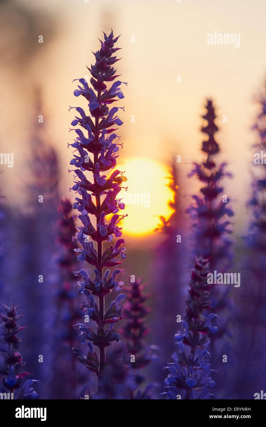 Dunklen Wald Salbei im Sonnenuntergang bokeh Stockfoto