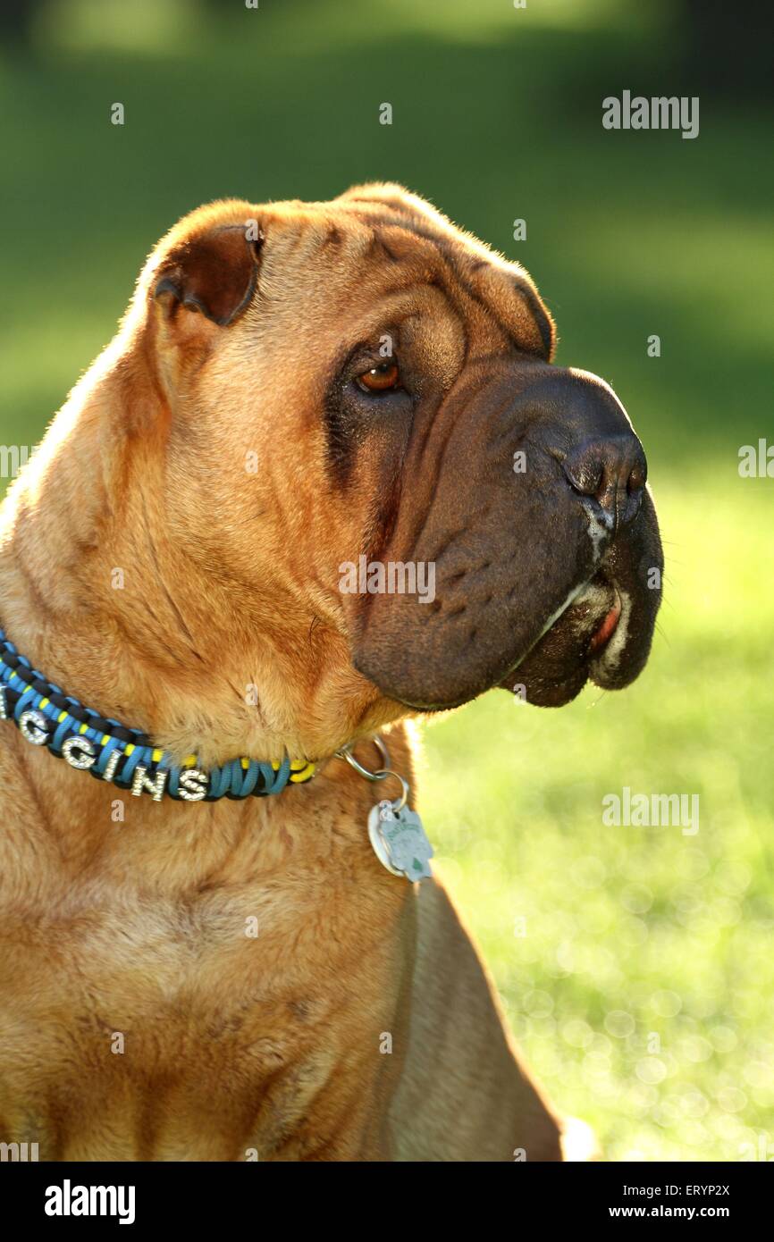 Shar-Pei-Portrait Stockfoto
