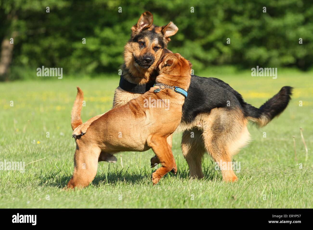 2 spielen Hunde Stockfoto