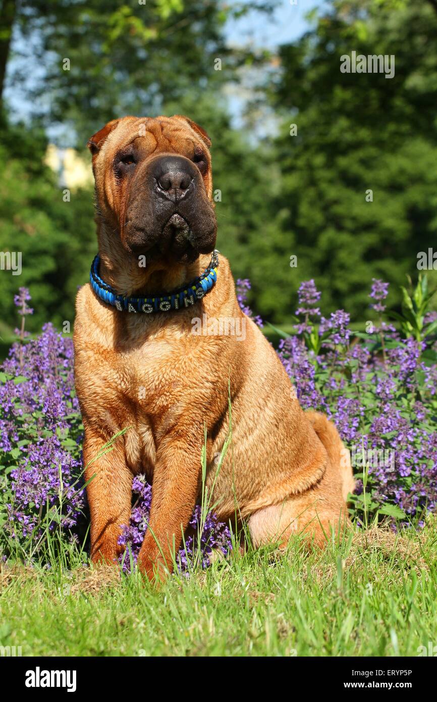 Shar-Pei sitzt Stockfoto