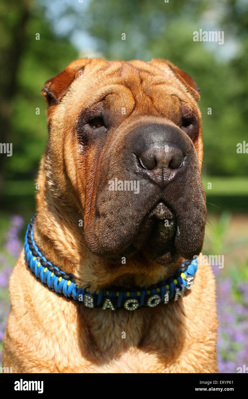 Shar-Pei-Portrait Stockfoto