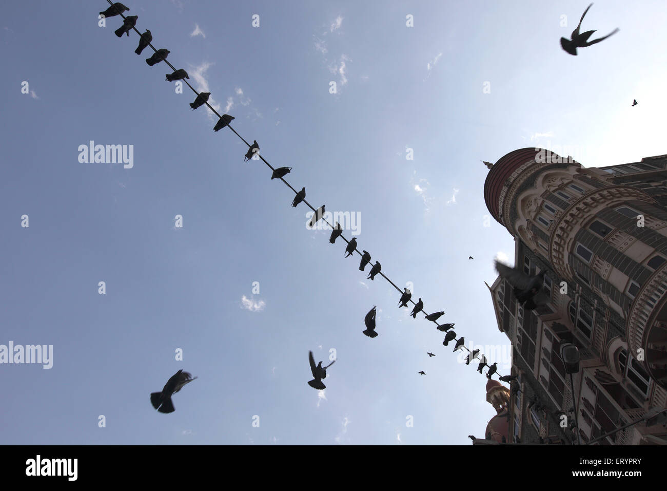 Tauben auf Draht thront, Taj Mahal Hotel, Apollo Bunder, Colaba, Bombay, Mumbai; Maharashtra; Indien, asien Stockfoto