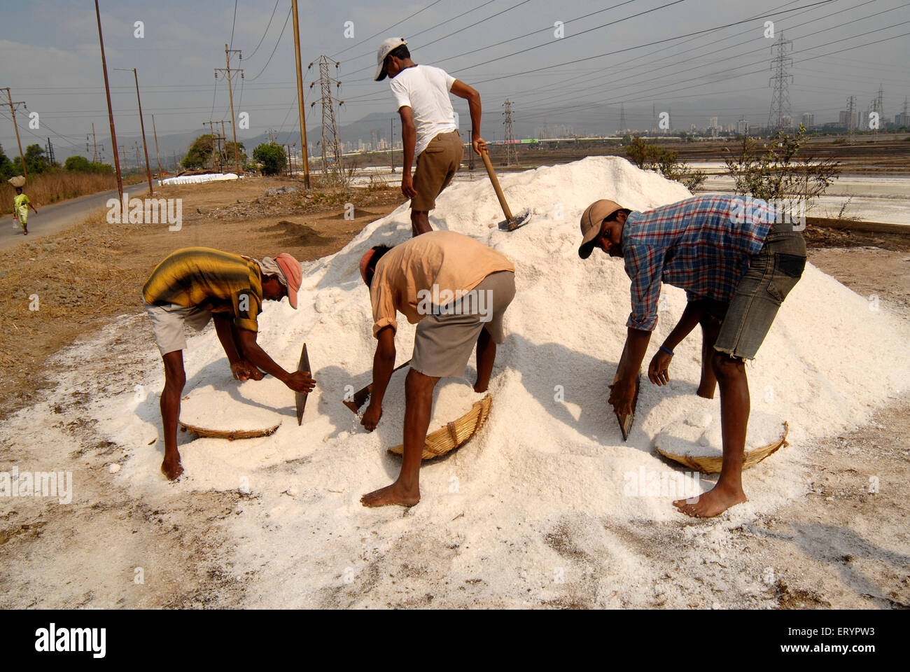Arbeiter sammeln Salz aus Salzhaufen in natürlichen Salzpfanne , Bombay , Mumbai ; Maharashtra ; Indien , asien Stockfoto